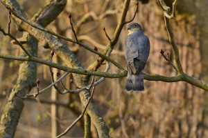 Z krahujec 2026-1.jpg