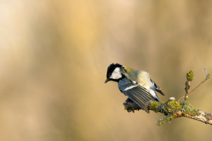 DSC_6166-DxO_DeepPRIME 3.jpg