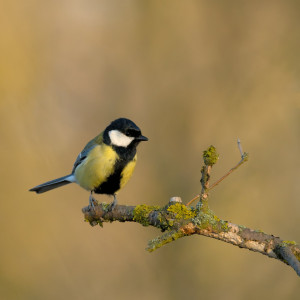 DSC_6169-DxO_DeepPRIME 3_01.jpg