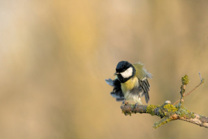 DSC_6171-DxO_DeepPRIME 3.jpg