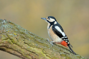 DSC_6282-DxO_DeepPRIME 3_02.jpg