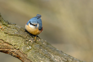 DSC_6450-DxO_DeepPRIME 3.jpg