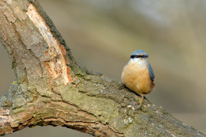 DSC_6463-DxO_DeepPRIME 3.jpg