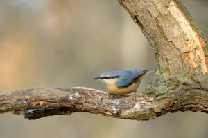 DSC_6501-DxO_DeepPRIME 3.jpg