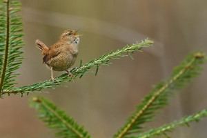 Z střízla 2026-2a.jpg