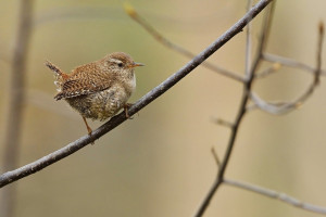 Z střízla 2026-3.jpg