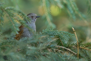 Z pěvuška 2026-1.jpg