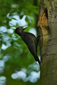 Z datel up 2026-3b.jpg