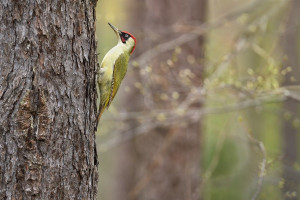 Z  žluna zel UP 2026-1.jpg