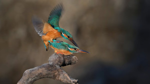 Ledňáček říční (32).jpg