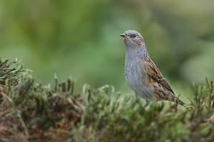 Z pěvučka UP 2026-4.jpg