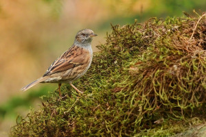 Z pěvuška 2026-3b.jpg