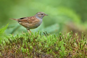 Z pěvuška UP 2026-5.jpg