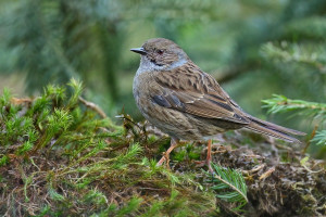 Z pěvuška 2026-2.jpg