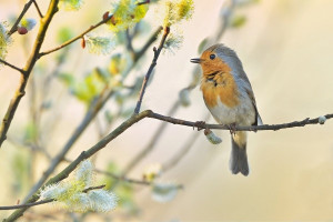 Z červenka 2026-5c.jpg