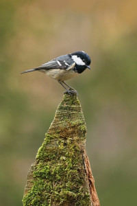 Z uhelníček 2026-2.jpg