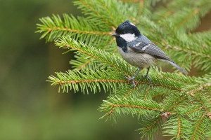 Z uhelníček 2026-3-4.jpg