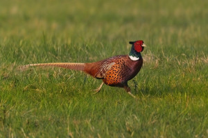 Z bažant 2026-1.jpg