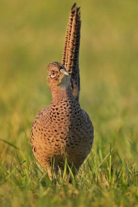 Z bažant 2026-2.jpg