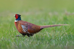 Z bažant 2026-3.jpg