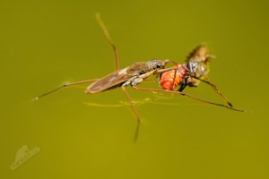 Bruslarka obecna 9179.jpg